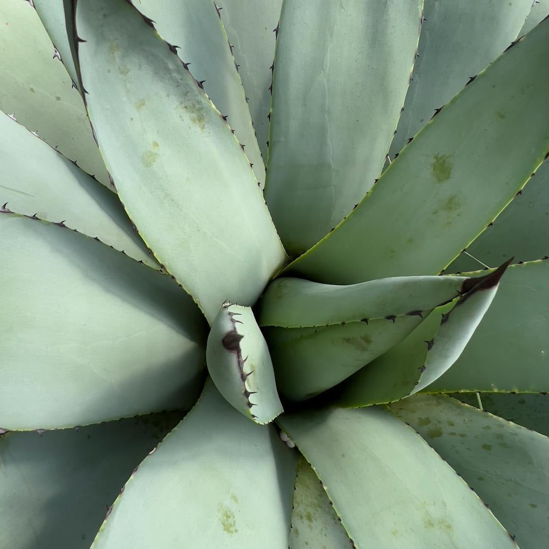 Embracing ASCHP's Wellness Self-Care CPD 24.2: A Holistic Journey to Wellbeing